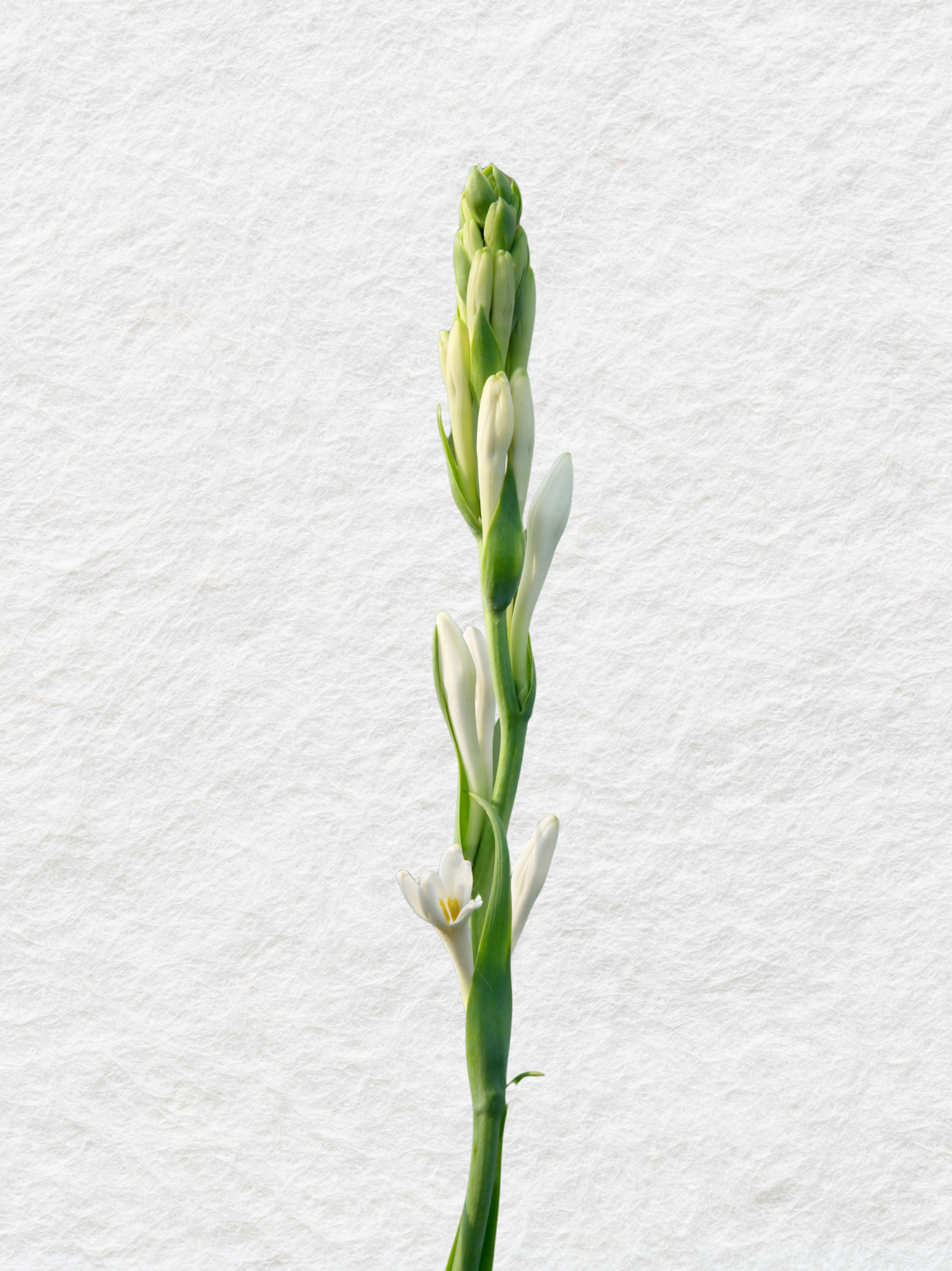 TUBEROSE CANDLE REFILL