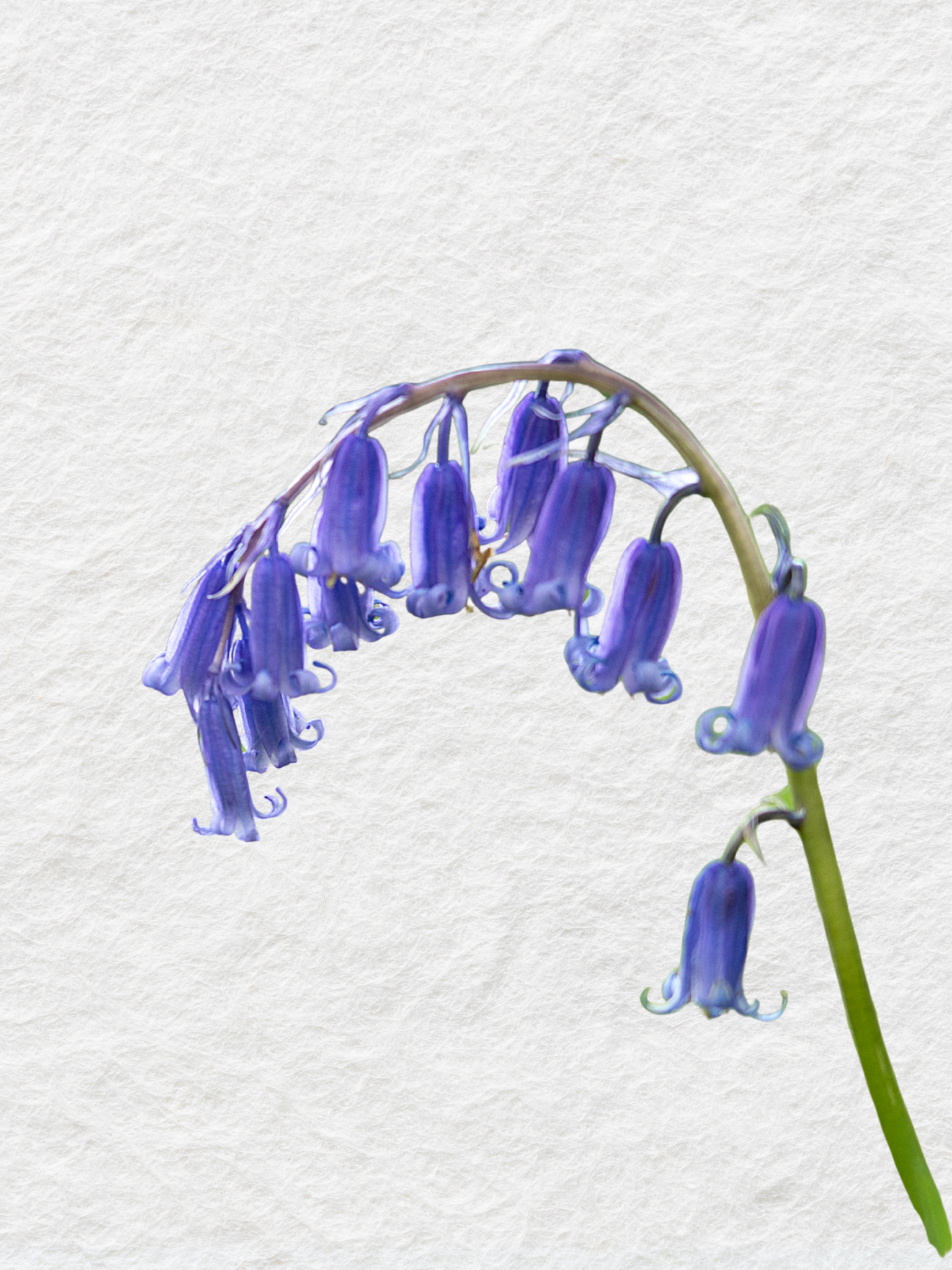 BLUEBELL BODY AND HAND WASH REFILL