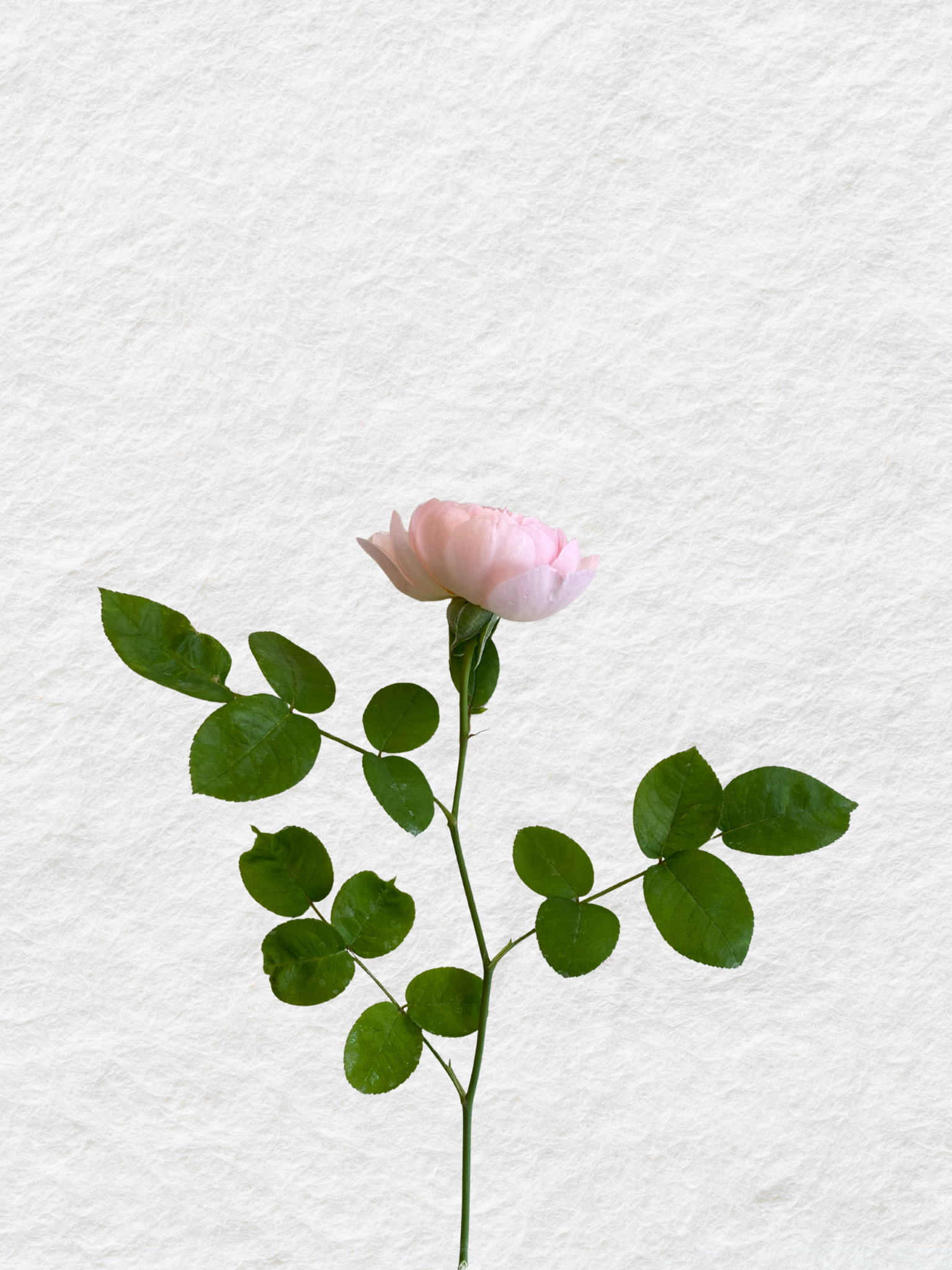 ROSE BODY AND HAND WASH REFILL